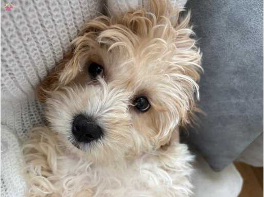 4 Aylık Köpeğimize Ömürlük Yuva Arıyoruz