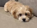 Maltipoo 3 aylık yavru
