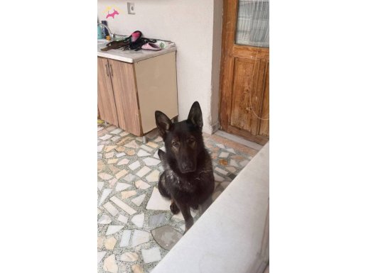 Safkan Workingline Alman Kurdu | 1.5 Yaşında Tam Eğitimli Koruma Köpeği