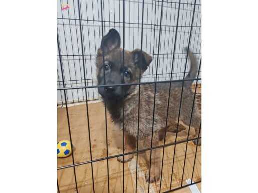 2 aylık erkek alman kurdu