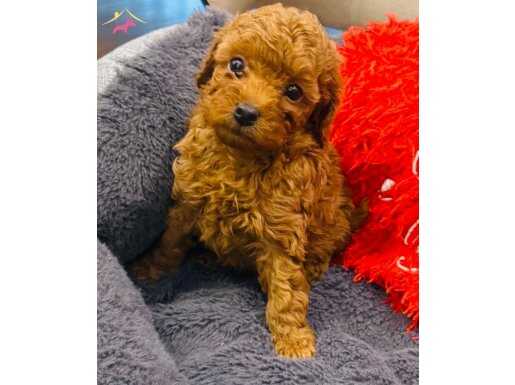 İzmir Gaziemir Toy Poodle Yavruları - 2 Aylıktan Küçük Toy Poodle