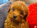 İzmir Gaziemir Toy Poodle Yavruları - 2 Aylıktan Küçük Toy Poodle