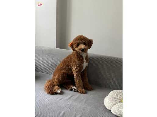 EV ORTAMİNDA BÜYÜYEN MALTİPOO YAVRUM