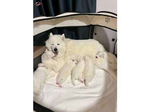 Dünya Tatlısı Yavrular