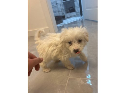 Ankara Çankaya’da Sosyal Ortamların Yıldızı Minyatür Maltiz