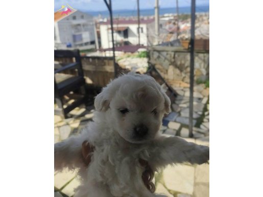 İzmir Güzelbahçe'de Aile Sıcağı Bekleyen 2 Ocak Doğumlu Maltipoo Yavrumuz