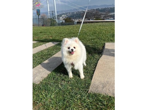 İstanbul Bağcılar'da Sosyal Kelebek: 8 Aylık Bembeyaz Pomeranian Boo