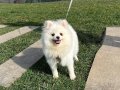 İstanbul Bağcılar'da Sosyal Kelebek: 8 Aylık Bembeyaz Pomeranian Boo