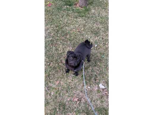 6 Aylık Erkek Siyah Oyuncu Pug - Ankara