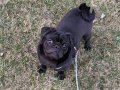 6 Aylık Erkek Siyah Oyuncu Pug - Ankara