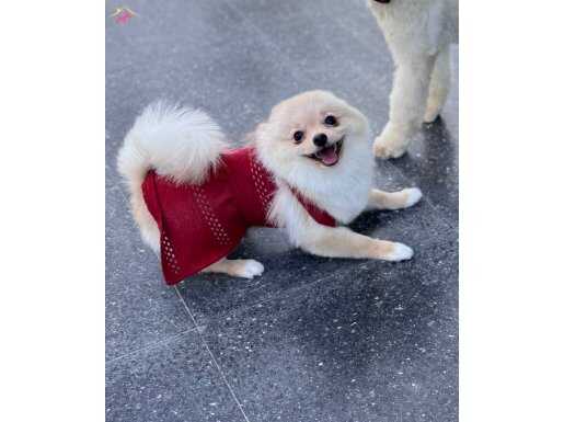 Peroşuma sıcacık bir yuva arıyorum 