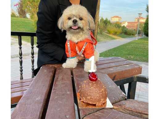 SHİH TZU CARLOS 3 yaşında erkek 