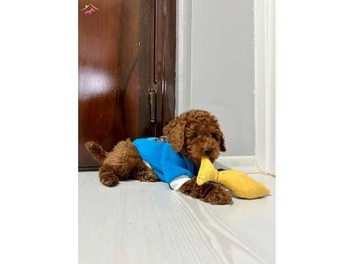 4 Aylık Erkek Toy Poddle İnsan Canlısı Yavru