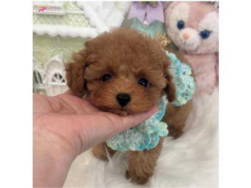 Safkan Toy Poodle Bebeklerimiz