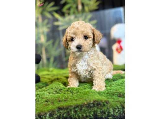 Sevimli Maltipoo Yavrumuz