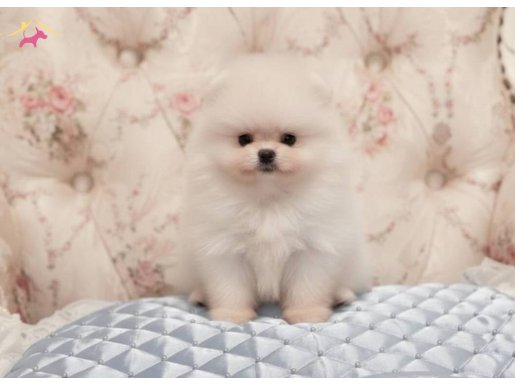 Pamuk Şeker Pomeranian Boo Yavrularımız