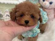 Safkan Toy Poodle Bebeklerimiz