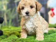 Sevimli Maltipoo Yavrumuz
