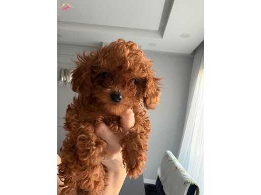 İkonik Kızıl Tonuyla Fincan Boyutunda Sosyal Kelebek Poodle