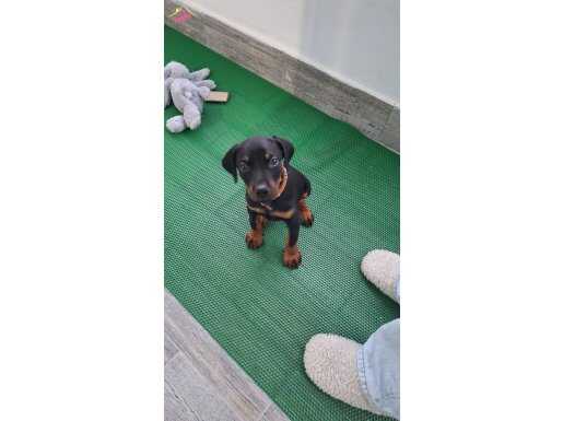 YAKIŞIKLI ERKEK 2,5 AYLIK