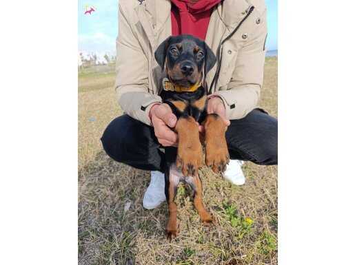 Komut Bilen Erkek Doberman Yavrusu