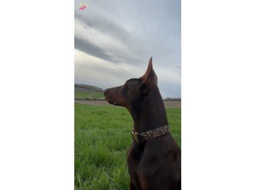 Kaslı Formuyla Göz Kamaştıran Kahverengi Avrupa Doberman