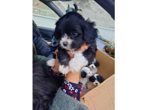 Ev Konforunda Büyüyen Maskeli Morkie Yavrusu