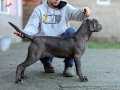 Secereli Full Aşılı Cane Corso Yavrular