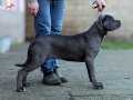 Secereli Full Aşılı Cane Corso Yavrular