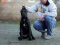 Secereli Full Aşılı Cane Corso Yavrular