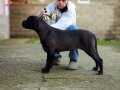 Secereli Full Aşılı Cane Corso Yavrular