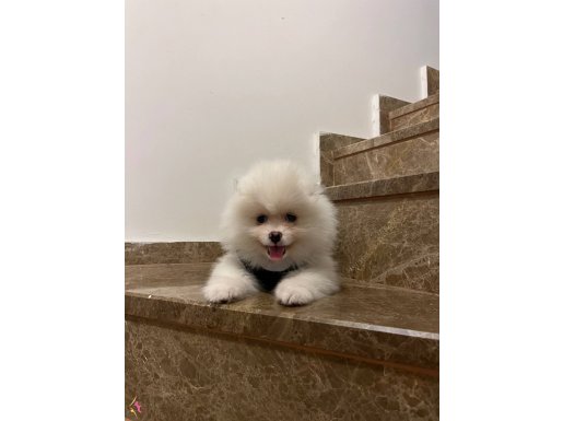 2.5 Aylık Erkek Pomeranian 