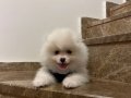 2.5 Aylık Erkek Pomeranian 