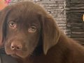 Kadıköy'de Ev Eğitimli Çikolata Labrador Yavrusu