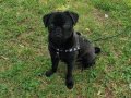 Siyah Pug wc eğitimli