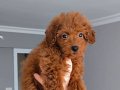 3,5 Aylık dişi toy poodle yavrusu 