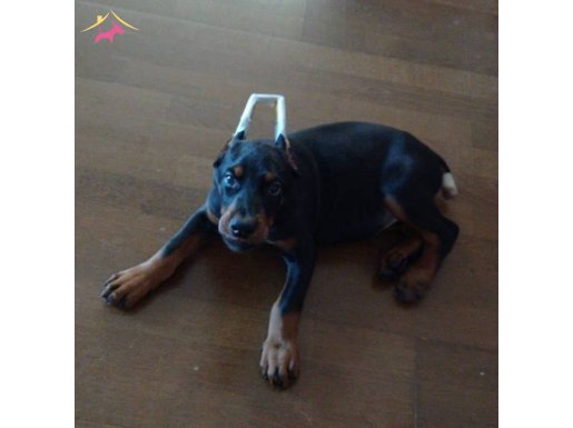 SCR'li Avrupa Cinsi Kusursuz Estetikli Doberman Yavrusu