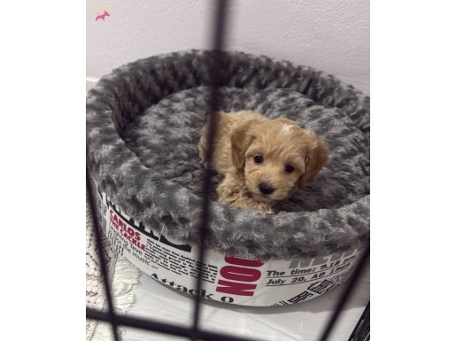 Ev Yaşamına Uyumlu 3.5 Aylık Yavru Maltipoo