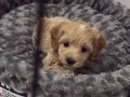 Ev Yaşamına Uyumlu 3.5 Aylık Yavru Maltipoo