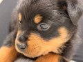 Maskeli Bakışlı Mücevher: Ev Yapımı Rottweiler Yavrusu