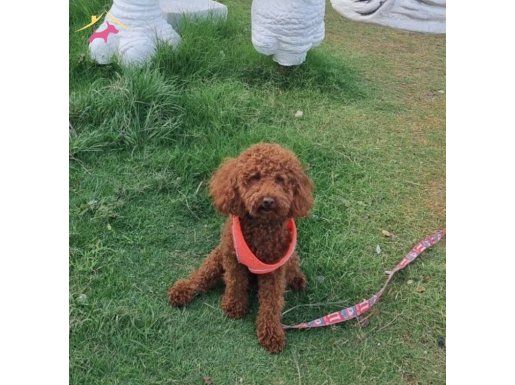 Kore saf kan saglik garantili red brown Toy Poodle