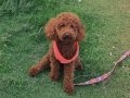 Kore saf kan saglik garantili red brown Toy Poodle