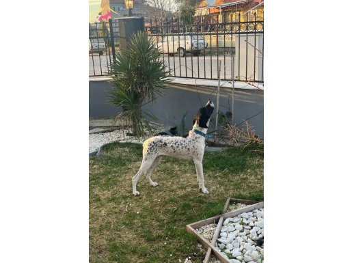 Av Tutkunu Safkan İngiliz Pointer | Formda ve Yetiştirmeye Hazır