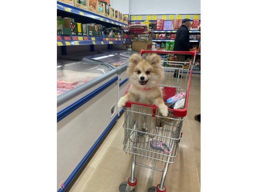 Sosyal Kelebek: Pamuk Şeker Tadında Dişi Pomeranian Boo