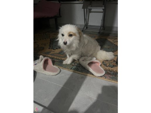 Banyo Keyfi Yapan Sosyal Kelebek: Eğitimli Spitz!