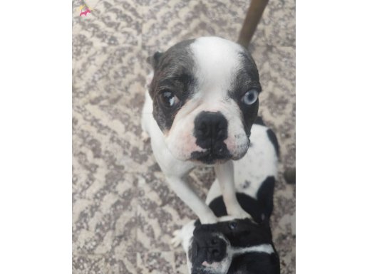 Ender Bakışlı, Eğitimli French Bulldog: Sosyal Ortamların Yeni Yıldızı!