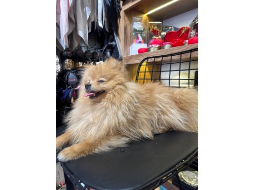 Oyuncak Ayı Silüetli Konya Selçuklu Pomeranian Boo