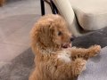 Oyuncu Ruhlu ve Full Donanımlı 3 Aylık Erkek Toy Poodle