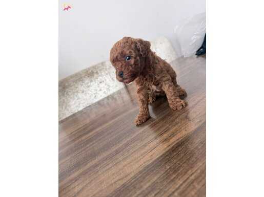 Sosyal ve Enerjik Toy Poodle Yavruları