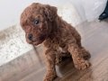 Sosyal ve Enerjik Toy Poodle Yavruları